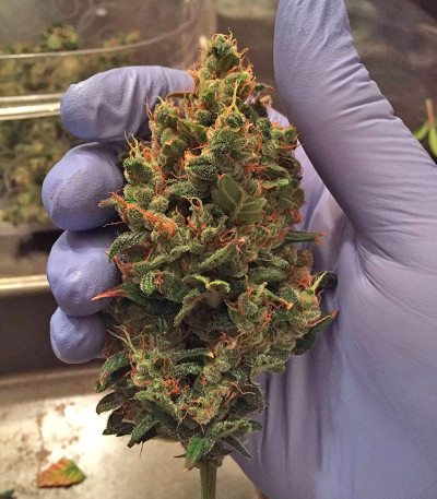 Blackberry auto fem (FastBuds) семена конопли