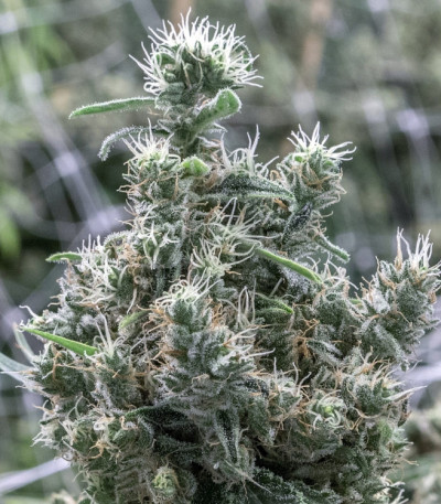 Cannatonic reg (Resin Seeds) семена конопли