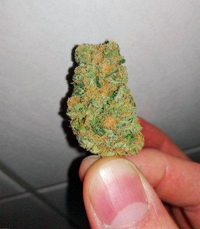 Fresh Candy fem (Pyramid Seeds) семена конопли