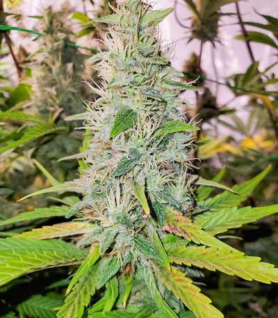Mandarin Thuggee fem (AlphaFem Seeds) семена конопли