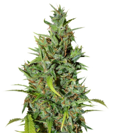 Neville Haze Ryder Auto fem (World of Seeds) семена конопли