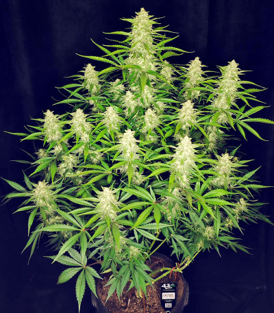 Papaya Cookies Auto fem (FastBuds) семена конопли