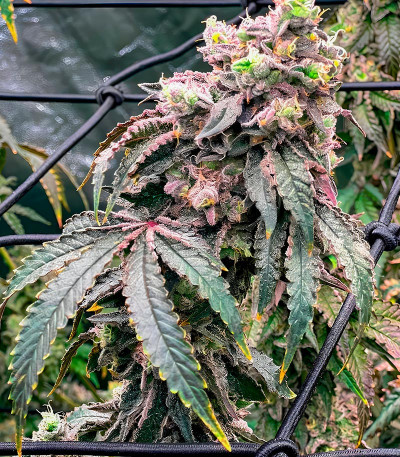 Polar Gelato fem (Silent Seeds) семена конопли