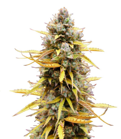 Pound Cake Auto fem (FastBuds) семена конопли