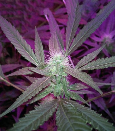 StarRyder Auto fem (Dutch Passion) семена конопли