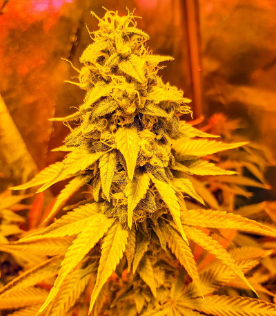 Катюша fem (Kalashnikov Seeds) семена конопли