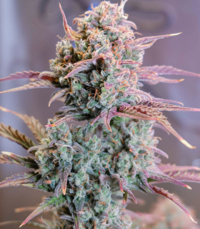 Auto Night Queen fem (Dutch Passion) семена конопли