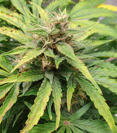 CBD Auto Charlotte’s Angel fem (Dutch Passion) семена каннабиса