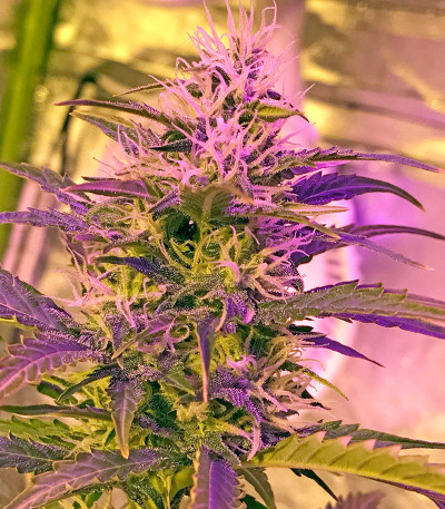 Сорт каннабиса Cheese Autoflowering