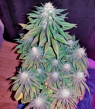 Chocolope fem (DNA Genetics) семена конопли