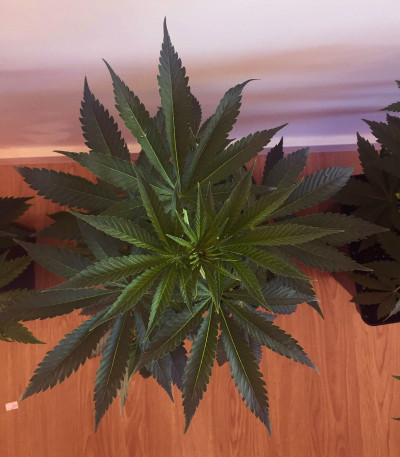 Critical Neville Haze 2.0 fem (Delicious Seeds) семена конопли