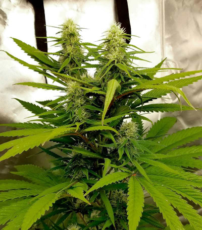 Delicious Candy Auto fem (Delicious Seeds) семена конопли