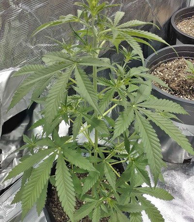 Grand Heft Auto fem (Dr. Krippling Seeds) семена конопли