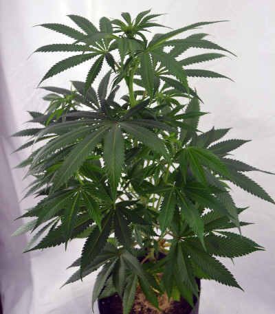 NYC Diesel fem (Sweet Seeds) семена конопли
