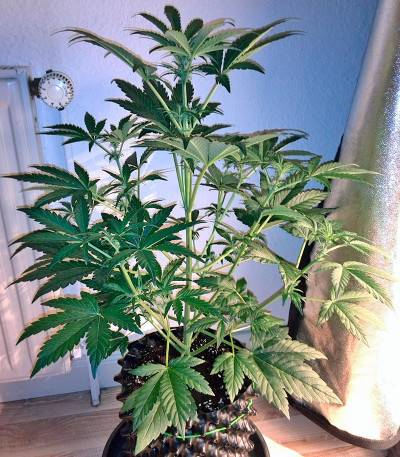 Industrial Plant Autoflowering CBD fem семена конопли