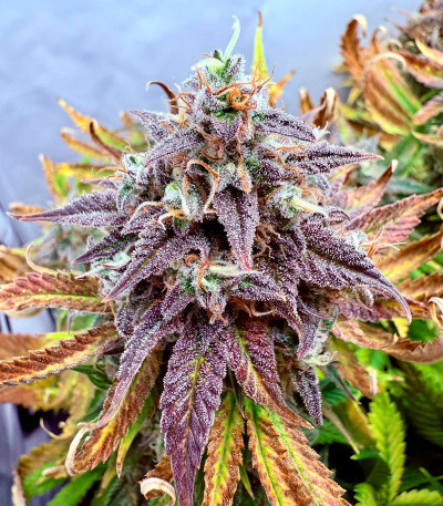 Mint Jelly Auto fem (Humboldt Seed Company) семена конопли