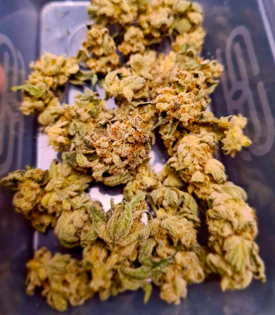 Sherbert Gorilla fem (Dr. Krippling Seeds) семена конопли