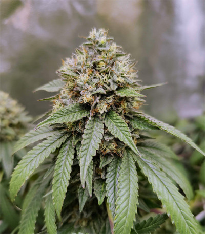 Triple G fem (Royal Queen Seeds) семена конопли