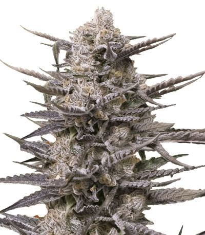 Watermelon OG fem (Advanced Seeds) семена конопли