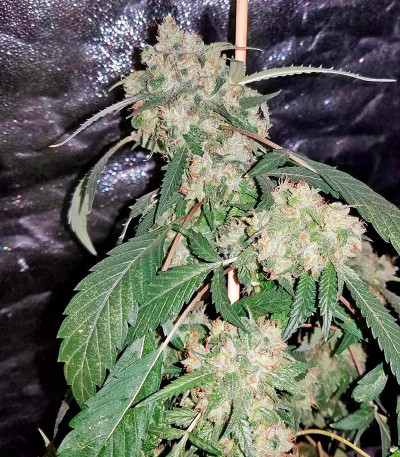 White Domina fem (Kannabia Seed Company) семена конопли