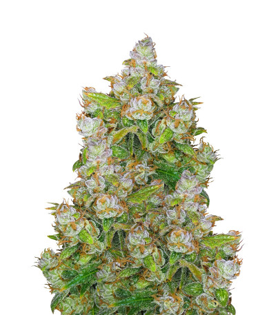 Auto Lemon Kix fem (Dutch Passion) семена конопли