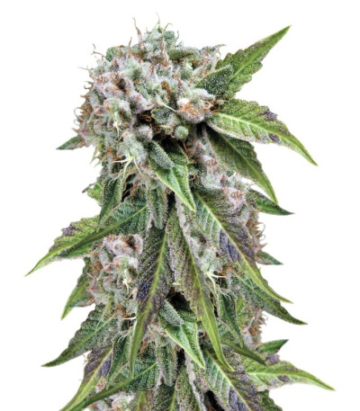 Auto Blue Pyramid fem (Pyramid Seeds) семена конопли