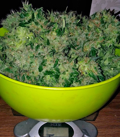 Auto Nefertiti fem (Pyramid Seeds) семена конопли