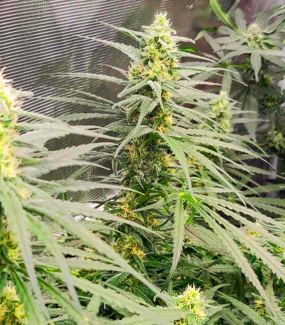 Blue Sunset Sherbert fem семена конопли