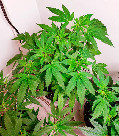 Семена конопли сорта Black Widow