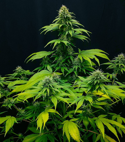 CBG-Force fem (Dutch Passion) семена конопли