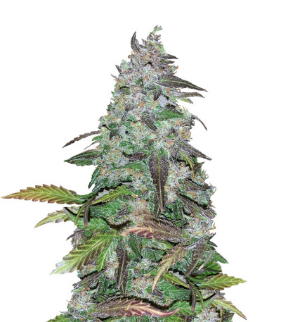 Fastberry auto fem семена конопли