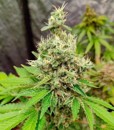 Gelato #45 fem (Barney's Farm) семена конопли