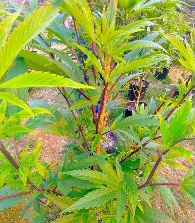 OG Kush fem (Humboldt Seeds) семена конопли