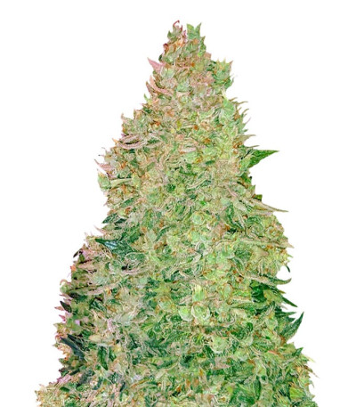 Smokin Gun Auto fem (Dr. Krippling Seeds) семена конопли