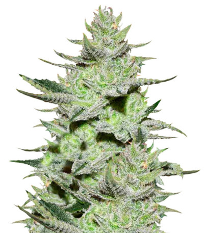 Unknown Kush fem (Delicious Seeds) семена конопли
