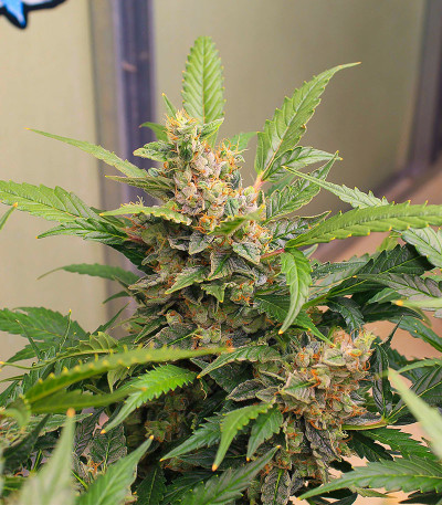 Triple G Auto fem (Royal Queen Seeds) семена конопли