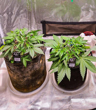 Tropicana Cookies FF fem (FastBuds) семена конопли