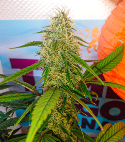 #9 Pound Hammer Auto fem (High Speed ​​Buds) семена конопли