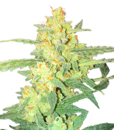 AK Kush Express (Kalashnikov Seeds) семена конопли