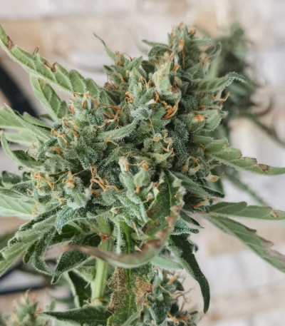 Auto Blue Pyramid fem (Pyramid Seeds) семена конопли
