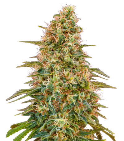 Auto Zkittlez fem (Advanced Seeds) семена конопли
