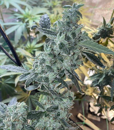 Bruce Banner #3 fem (Herbies Seeds) семена конопли
