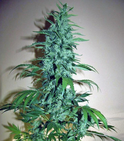 Chronic reg (Serious Seeds) семена конопли