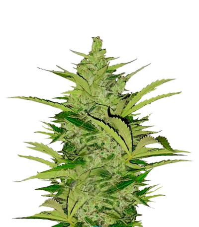 Fast Eddy Automatic CBD fem (Royal Queen Seeds) семена конопли