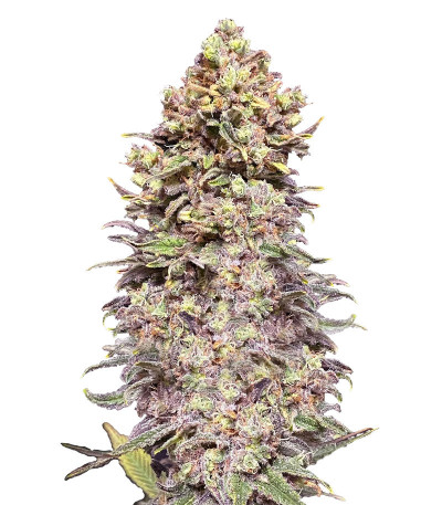 Gran Purple Banner Auto fem семена конопли