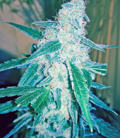 Wipeout Express Auto fem семена конопли