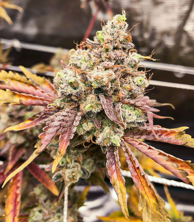 HiFi 4G fem (Dutch Passion) семена конопли