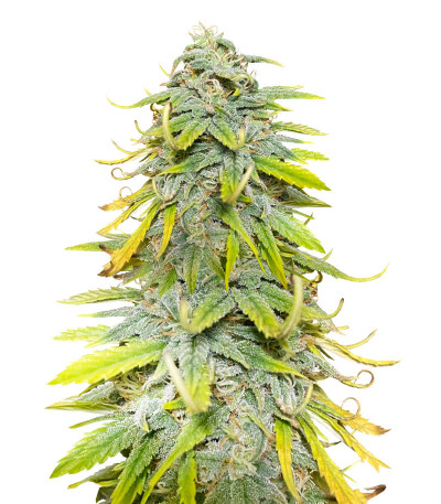 Northern Lights fem (Herbies Seeds) семена конопли