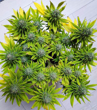 Siberian Haze Auto fem (Kalashnikov Seeds) семена конопли