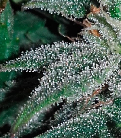 Smokin Gun Auto fem (Dr. Krippling Seeds) семена конопли
